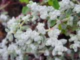 Herniaria incana