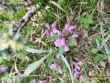 Lamium purpureum
