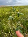 Medicago brachycarpa