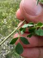 Medicago rigidula