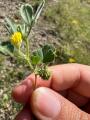 Medicago rigidula