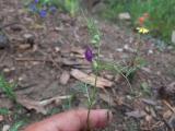 Vicia peregrina