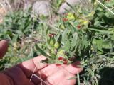 Nonea caspica