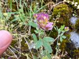 Trifolium grandiflorum