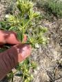 Nepeta congesta