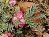 Astragalus prusianus