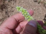 Sideritis lanata