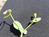 Coronilla scorpioides