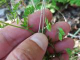 Vicia hirsuta