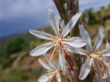 Asphodeline damascena