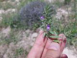 Ziziphora persica