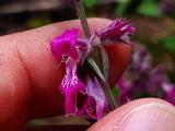 Stachys iberica