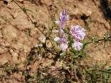 Stachys iberica