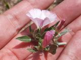 Convolvulus lineatus