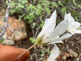 Cerastium macranthum