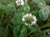 Trifolium repens