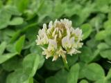 Trifolium repens