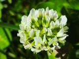 Trifolium repens