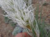 Asphodeline taurica