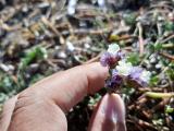 Limonium sinuatum