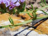 Limonium sinuatum