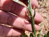 Limonium sinuatum