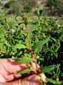 Cistus monspeliensis