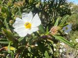 Cistus monspeliensis