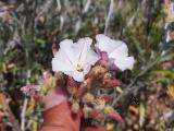 Convolvulus oleifolius