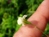 Lathyrus aphaca