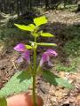 Lamium maculatum