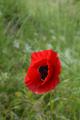 Papaver macrostomum