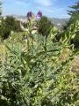 Lupinus anatolicus