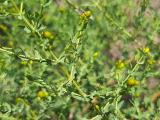 Hypericum triquetrifolium