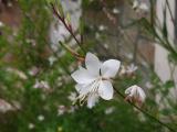 Oenothera lindheimeri