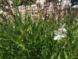 Oenothera lindheimeri