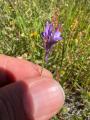 Linaria pelisseriana