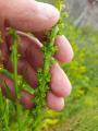 Reseda luteola