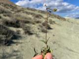 Holosteum umbellatum