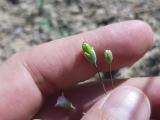 Holosteum umbellatum