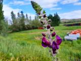 Verbascum wiedemannianum