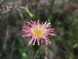 Leontodon asperrimus