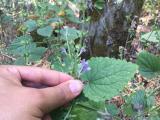 Scutellaria megalaspis