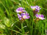 Primula algida