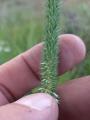 Phleum paniculatum