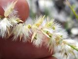 Melica persica