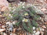 Asperula capitellata