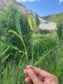 Astragalus odoratus