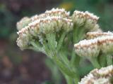 Achillea grandifolia