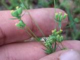 Bupleurum gerardii